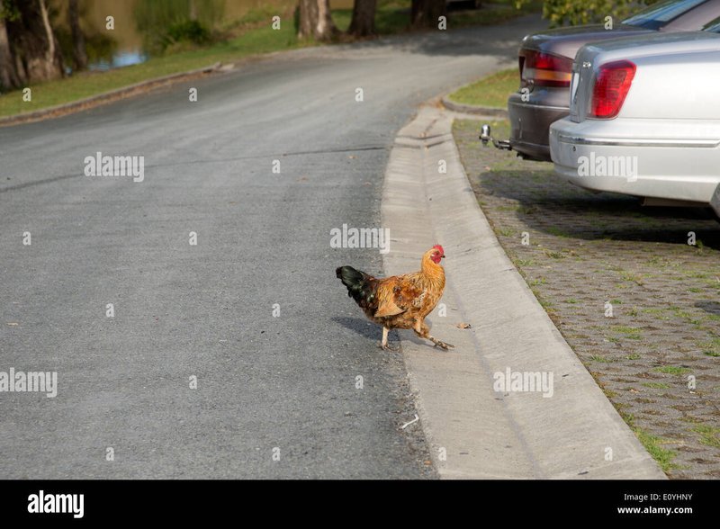 Decouvrez le Road Chicken, un Jeu de Pari en Ligne Populaire en France à France