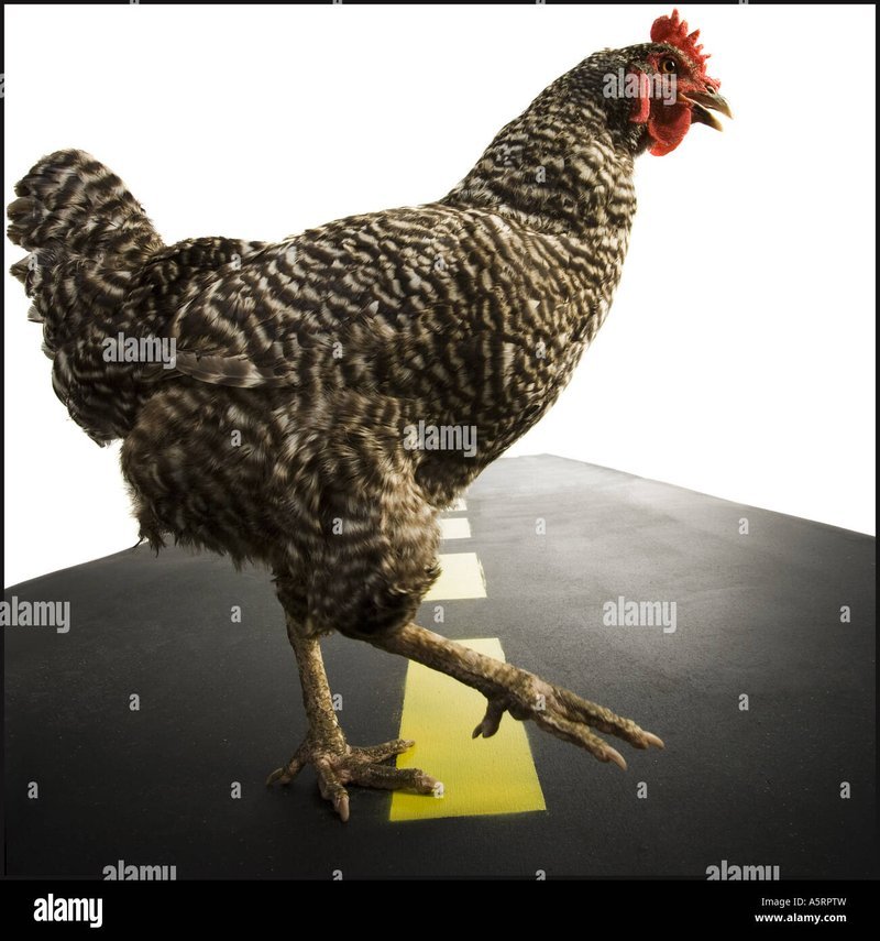 Descubre los secretos detrás del juego de azar Chicken Road en España