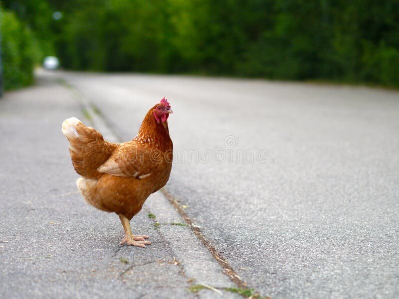 Chicken road spel, chicken road nederland